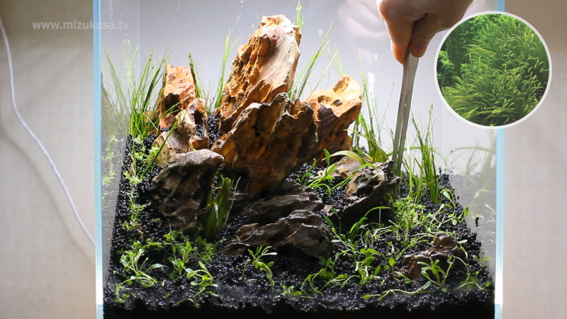 茂みのアクセントにブリクサショートリーフを植栽　STEP5.水草の植栽